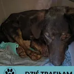 Znaleziono psa, Dąbrówka, 23 marca 2025