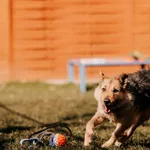 Pies do adopcji, Czartki, 24 marca 2025