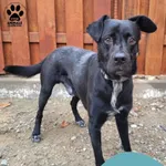 Znaleziono psa, Gdynia, 26 marca 2025