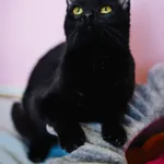 Znaleziono kota, Sosnowiec, 25 marca 2025