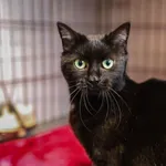 Znaleziono kota, Sosnowiec, 25 marca 2025