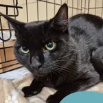 Znaleziono kota, Gdynia, 24 marca 2025