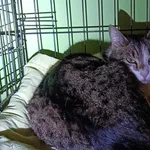 Kocurek poz. 25/110/K