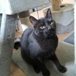 Kot do adopcji, Olsztyn, 12 marca 2025