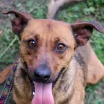 Pies do adopcji, Grudziądz, 11 marca 2025