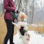 Pies do adopcji, Sosnowiec, 3 stycznia 2025