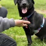 Pies do adopcji, Kraków, 13 marca 2025