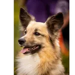 Znaleziono psa, Białystok, 28 marca 2025