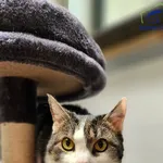 Znaleziono kota, Szczecin, 25 marca 2025