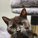 Znaleziono kota, Szczecin, 29 marca 2025