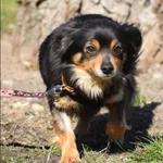 Znaleziono psa, Grudziądz, 6 marca 2025