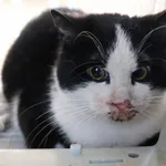 Znaleziono kota, Łódź, 30 marca 2025