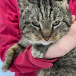 Znaleziono kota, Dobra, 29 marca 2025