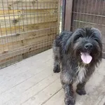 Znaleziono psa, Dąbrówka, 28 marca 2025