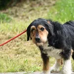 Pies do adopcji, Ropczyce, 31 marca 2025