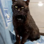 Znaleziono kota, Sosnowiec, 30 marca 2025