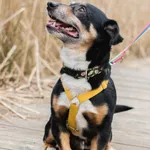 Znaleziono psa, Sosnowiec, 27 marca 2025