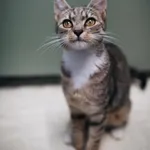 Znaleziono kota, Sosnowiec, 29 marca 2025