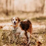 Dropsik 616093902899456