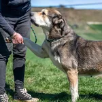 Pies do adopcji, Racławice, 28 marca 2025