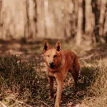 Karmel 616093903027135