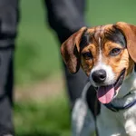 Znaleziono psa, Racławice, 1 kwietnia 2025