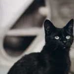 Kot do adopcji, Sosnowiec, 29 marca 2024