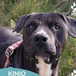 Pies do adopcji, Dąbrówka, 7 października 2025