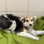 Pies do adopcji, Kraków, 21 marca 2025