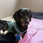 Pies do adopcji, Kraków, 22 marca 2025