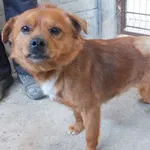 Korek to pies przywieziony w dniu 01.04.2025r z terenu gm. Trojanów, kontaktowy, wesoły, mały, miły