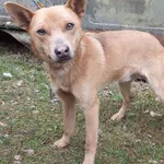 Znaleziono psa, Nowa Krępa, 21 marca 2025