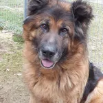 Znaleziono psa, Nowa Krępa, 20 marca 2025