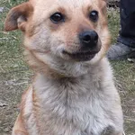 Znaleziono psa, Nowa Krępa, 21 marca 2025