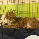 Znaleziono kota, Gdynia, 29 lipca 2025