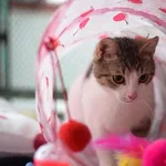 Kocurek poz. 24/860/K