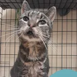 Znaleziono kota, Gdynia, 4 kwietnia 2025