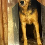 Pies do adopcji, Orzechowce, 8 kwietnia 2025