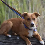 Suczka poz. 25/0152 w DT z opcją DS