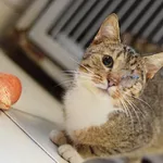 Znaleziono kota, Toruń, 23 marca 2025