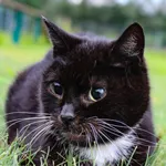 Kot do adopcji, Grudziądz, 17 marca 2025