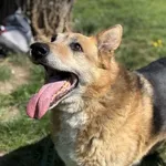 Pies do adopcji, Kraków, 27 marca 2025