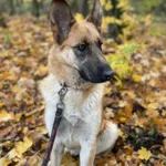 Pies do adopcji, Zgierz, 11 kwietnia 2025