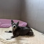 Pies do adopcji, Kraków, 27 marca 2025