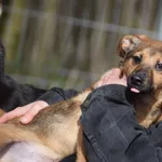 piesek CIENKI rezerwacja