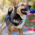 Pies do adopcji, Sosnowiec, 11 kwietnia 2025