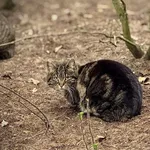 Kot do adopcji, Piła, 7 maja 2024