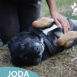 Pies do adopcji, Dąbrówka, 8 sierpnia 2026