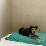 Pies do adopcji, Kraków, 28 marca 2025