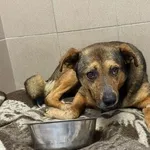 Pies do adopcji, Kraków, 28 marca 2025